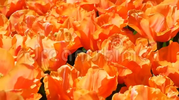 清新美丽的大饱和橙色郁金香花开在春天的花园春天盛开的装饰郁金香花视频的预览图
