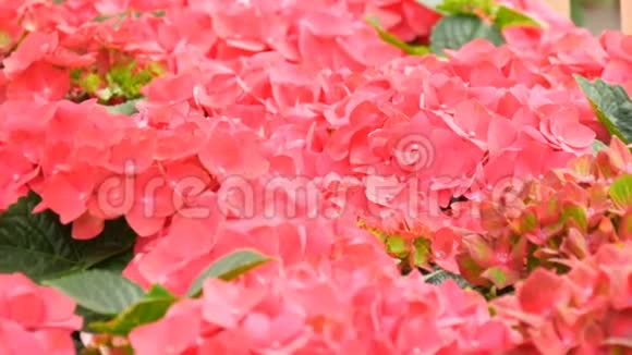 荷兰基肯霍夫公园展览上美丽的粉红色鲜花视频的预览图