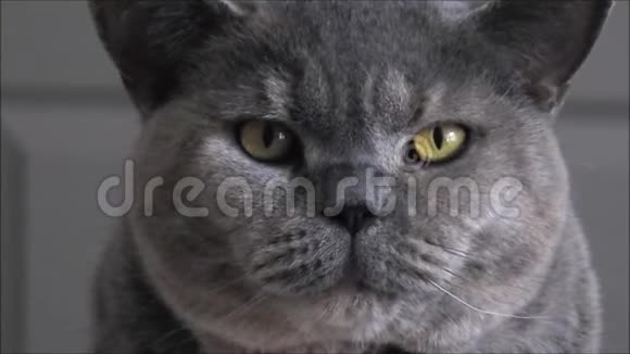 高级血统英国短毛猫肖像视频的预览图