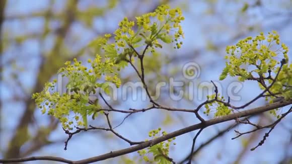年轻的绿枫树在蓝天的背景下用一朵盛开的玫瑰花盛开的年轻叶子挪威枫树分支视频的预览图