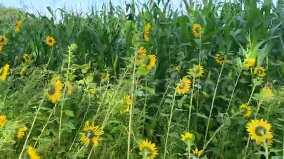 一片玉米地上的向日葵视频的预览图