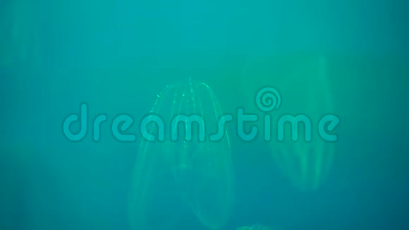蓝月水母在海洋中游动视频的预览图