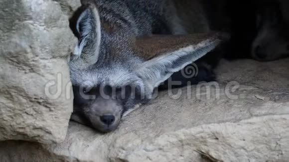 奥多西翁巨龙睡在地上两只蝙蝠狐狸休息视频的预览图
