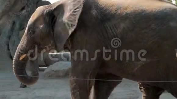 小象在动物园的一个圈舍里走来走去视频的预览图