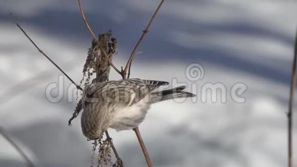 常见的红粉鸟在冬天吃荨麻干枝的种子特写视频的预览图