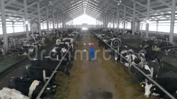 一个人在一个特殊的谷仓里检查奶牛背面视频的预览图