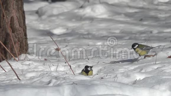 2B句意两只鸟大蒂帕洛斯少校正在雪地里跳跃寻找食物视频的预览图