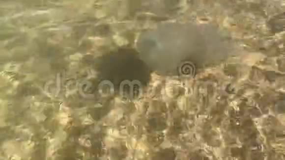 水母正在海岸外游泳视频的预览图