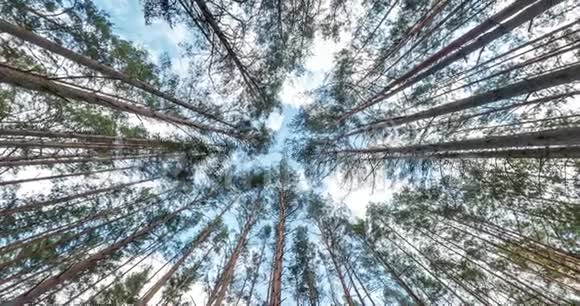 旋转和扭转抬头仰望酒庄森林天空中生长的树木视频的预览图