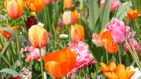 美丽的五彩郁金香在世界著名的皇家公园基肯霍夫郁金香野近观荷兰视频的预览图