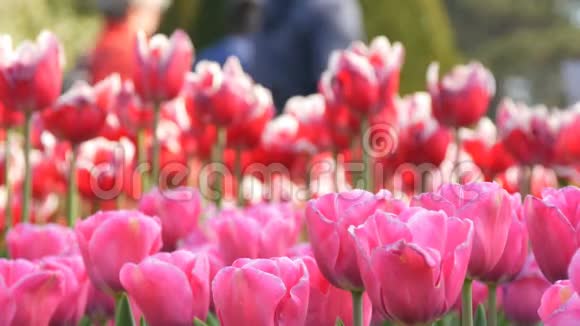 美丽的混合了鲜红和白色的郁金香在世界著名的皇家公园基肯霍夫郁金香野近景视频的预览图