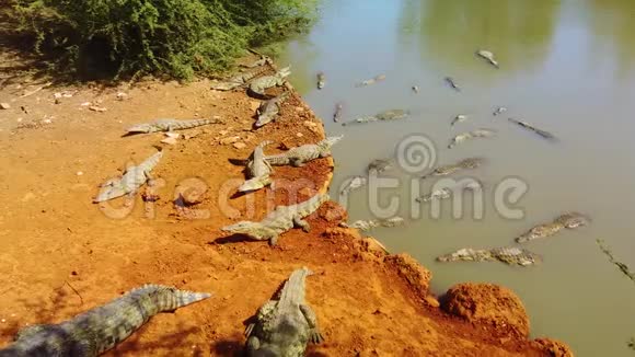 尼罗河鳄鱼在红沙上的4视频视频的预览图