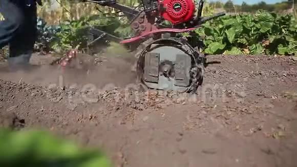 农民驾驶小型拖拉机进行土壤栽培和马铃薯挖掘秋收马铃薯采摘视频的预览图