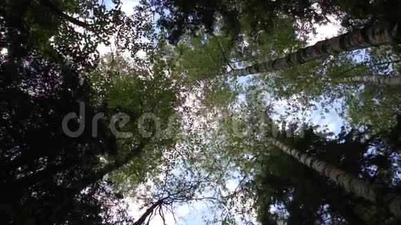 天空和树木阳光明媚的景色视频的预览图