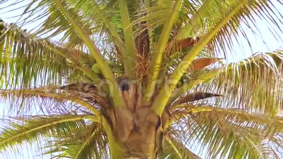 热带天堂沙滩棕榈树4K视频视频的预览图