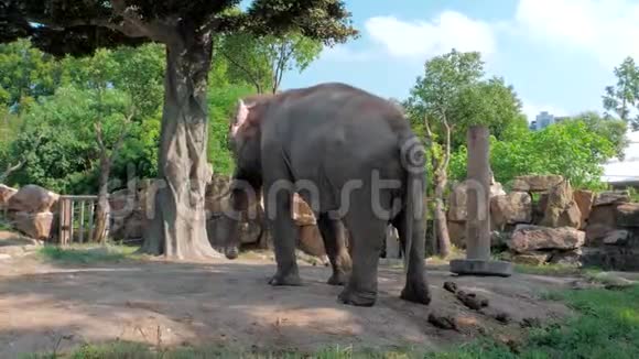 阳光明媚的一天印度小象在动物园跳舞快乐视频的预览图