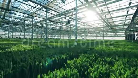 巨大的温室里有郁金香成排地生长视频的预览图