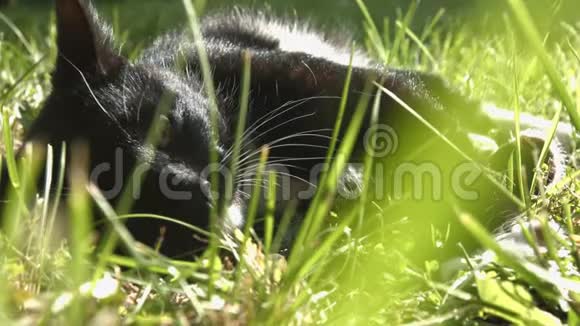 猫躺在草地上视频的预览图
