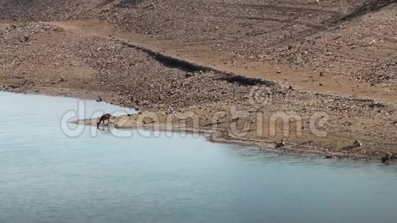 西班牙塔格斯河附近的几只母鹿视频的预览图
