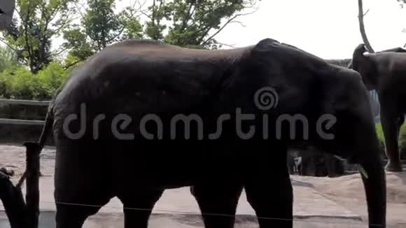 小象在动物园的一个圈舍里走来走去视频的预览图