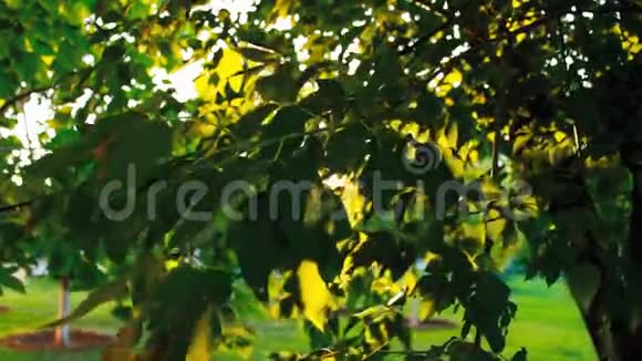 夏天夕阳的光芒穿过公园里树的叶子和树枝美好的一天视频的预览图