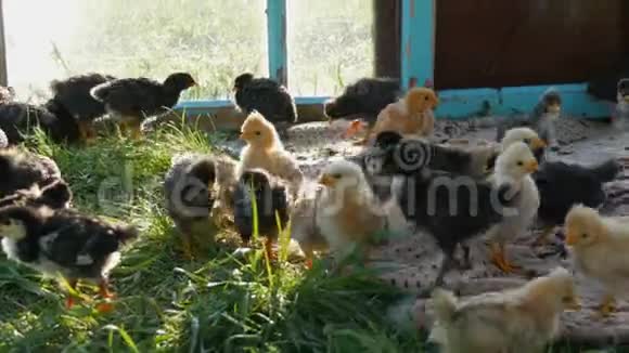两个星期大的新生的黄黑色带毛的滑稽小鸡正走在绿草上视频的预览图
