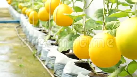农场里新鲜的金瓜视频的预览图