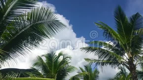 热带海岸生态旅游度假丛林中有棕榈树视频的预览图