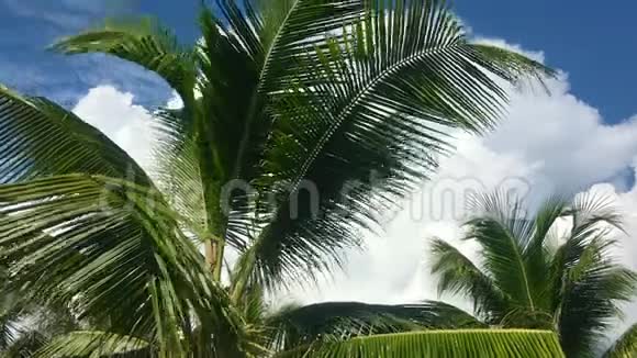 热带旅游灵感背景多云天空移动高棕榈树视频的预览图