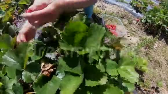 手拿花园里收集的新鲜草莓视频的预览图