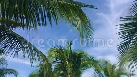 带云和棕榈树枝的天际线丛林旅游视频的预览图