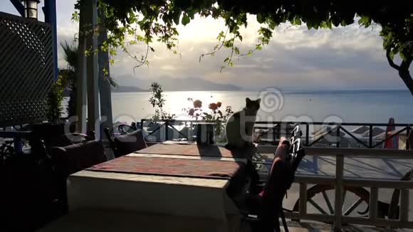 美丽的毛茸茸的猫坐在靠近大海的咖啡馆平台上慢动作视频的预览图