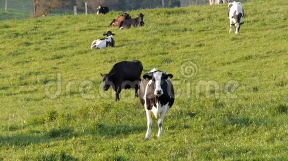 荷斯坦牛站在田野里视频的预览图