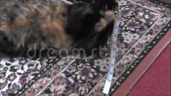 戴西家的猫视频的预览图