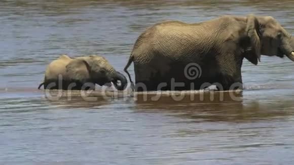靠近一头小象和母亲穿过马拉河视频的预览图