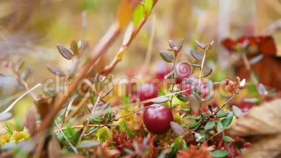 森林里苔藓上的蔓越莓视频的预览图