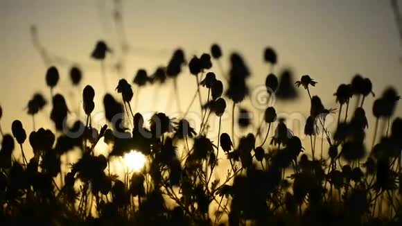 马菊洋甘菊的剪影在日落时绽放一簇簇长柄头的花视频的预览图