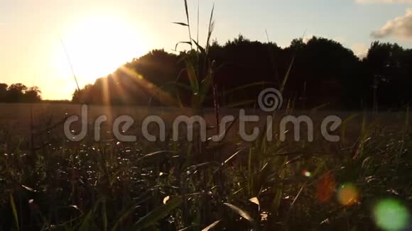 多利沿着草地和麦田拍摄跟踪金色的日落戏剧性的天空和镜头耀斑在东弗里斯亚北德视频的预览图