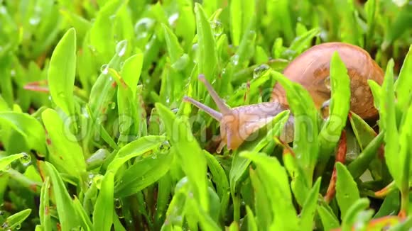 蜗牛在花园的草地上移动视频的预览图