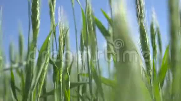 绿色的小麦视频的预览图