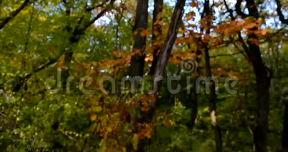 秋天的粉红色叶子在树枝上的特写自然视频视频的预览图