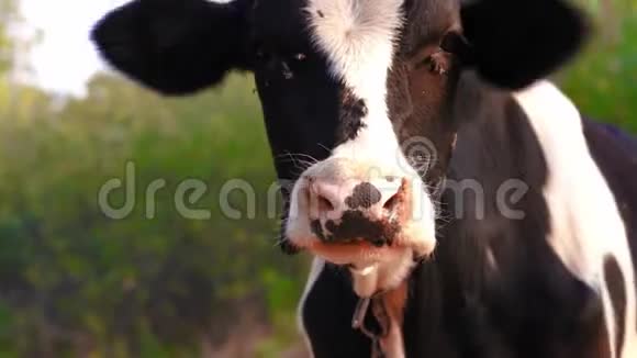 奶牛的特写镜头从它的脸上飞过一头牛在草坪上吃草的肖像视频的预览图