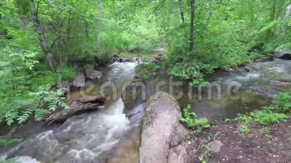 在森林中流淌的溪流视频的预览图