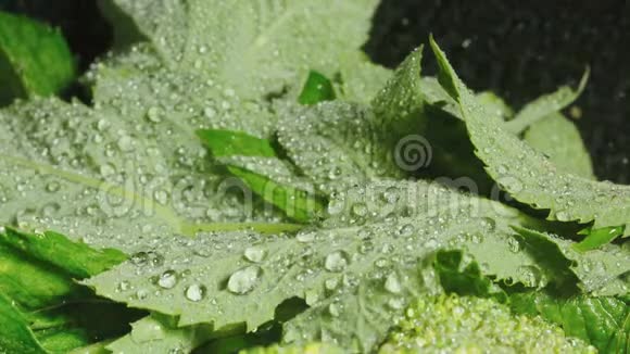 带水滴的薄荷叶视频视频的预览图