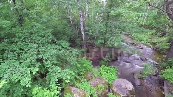 在森林中流淌的溪流视频的预览图