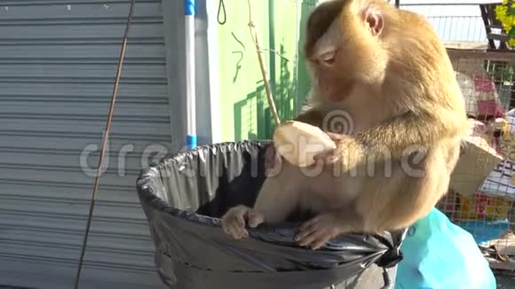 猴子吃椰子坐在垃圾桶上视频的预览图
