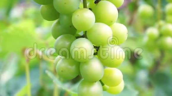 树上的年轻绿色葡萄浆果未成熟的一串绿色葡萄视频的预览图