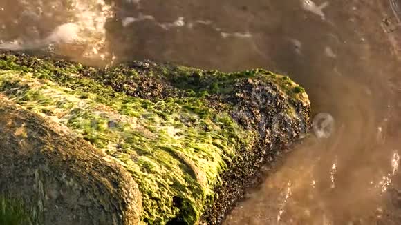 海里的苔藓石视频的预览图