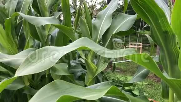 大玉米地在风中轻轻摇曳视频的预览图
