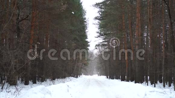 冬天森林里的小巷多云天气下大雪覆盖松树视频的预览图